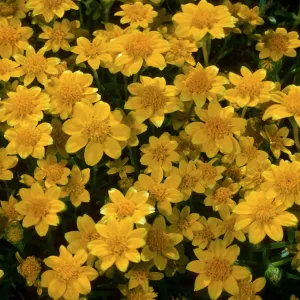 Lasthenia californica, Cliff Canyon. Santa Barbara Island