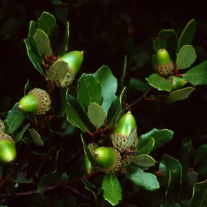 Quercus pacifica, Blackjack Campground, Santa Catalina Island