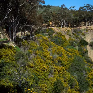 Eucalyptus & Genista (Cystis) linifolia, Hamilton Canyon, Santa Catalina Island