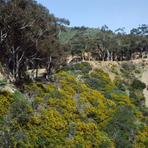 Genista (Cytisus) linifolia, Hamilton Canyon, Santa Catalina Island