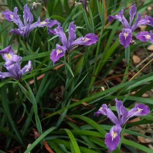 Iris douglasiana