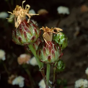 Malacothrix coulteri, near Big Petroglyph Canyon, China Lake, California