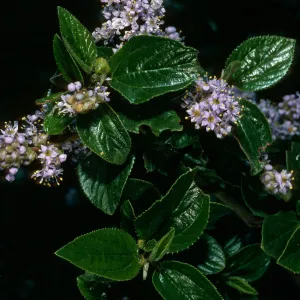 Ceanothus oliganthus, Tunnel Trail, Santa Barbara County