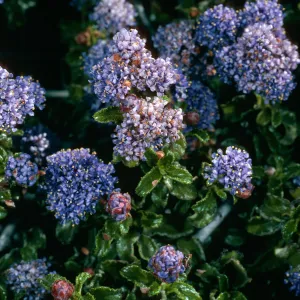 Ceanothus foliosus medius, Cuesta, San Luis Obispo County