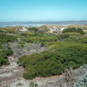 Acacia longifolia, backdunes West of railroad at Ocean Park Beach, Surf, California