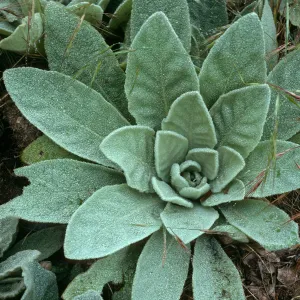 Verbascum thapsus, near China Pines, Santa Cruz Island