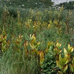 Veratrum californicum, Onion Valley, Sierra Nevada