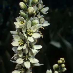 Veratrum californicum, Onion Valley, Sierra Nevada