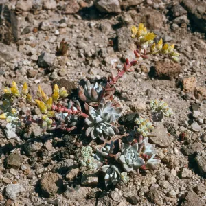 Dudleya greenei “nana”, East Point, Santa Rosa Island
