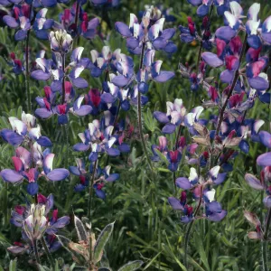Lupinus, Hollister Ranch, Santa Barbara County