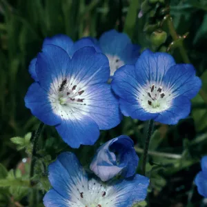 Nemophila menziesii, Catway Road, Santa Barbara County