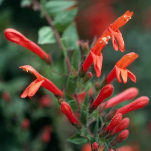 Keckiella cordifolia, San Roque Canyon, Santa Barbara County