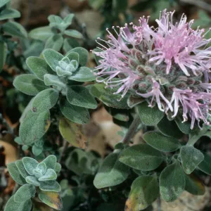 Monardella villosa obispoensis, West Cuesta ridge, San Luis Obispo County