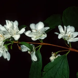 Philadelphus lewisii, Arroyo Section, Santa Barbara Botanic Garden