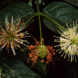 Cephalanthus occidentalis, Santa Barbara Botanic Garden