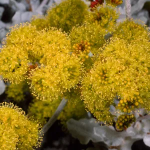 Eriogonum crocatum, Santa Barbara Botanic Garden