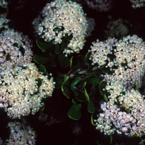 Ceanothus cuneatus fascicularis, Los Osos, San Luis Obispo County
