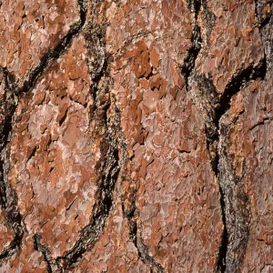 Pinus jeffreyi bark, near Spring Trail, Los Padres National Forest