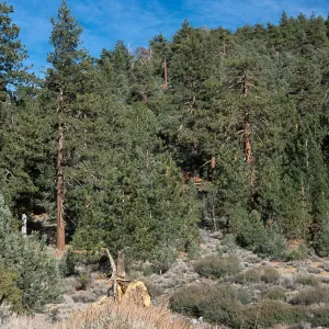 Pinus jeffreyi, Mesa Spring Trail, Los Padres National Forest