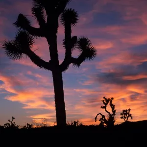 sunset, near Belle Campground, Joshua Tree National Park