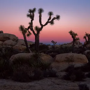 sunset, near Belle Campground, Joshua Tree National Park