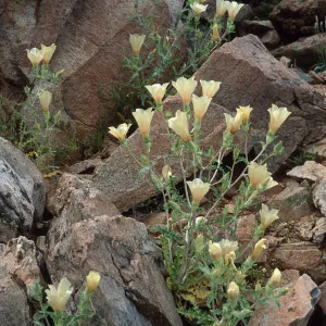 Mentzelia involucrata, North of pass, Joshua Tree National Park