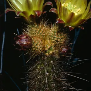 Bergerocactus emoryi, S. Todos Santos Island