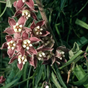 Sarcostemma cyanchoides, Borrego Palm Canyon, Anza-Borrego Desert