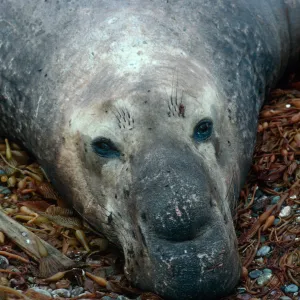 San Benito Island, Male Elephant Seal