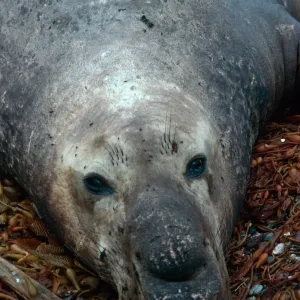San Benito Island, Male Elephant Seal