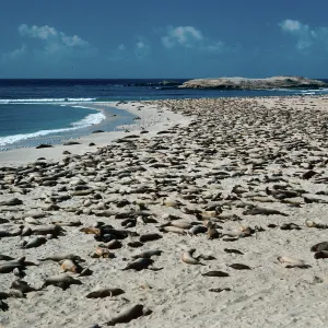 Elephant Seals, Point Bennett, San Miguel Island