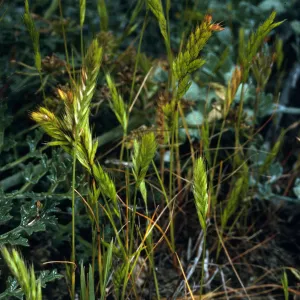 Vulpia octoflora, Northeast side, San Nicolas Island
