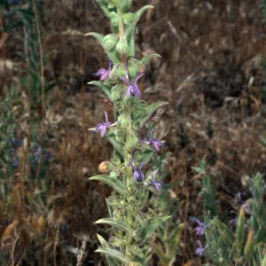 Trichostema lanceolatum, trip to Pleito Creek, Los Padres National Forest