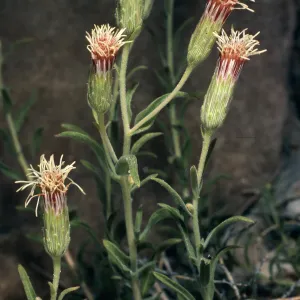 Brickellia oblongifolia v. linifolia, SJ #1309, Saline Valley Road, Eureka Valley, Death Valley