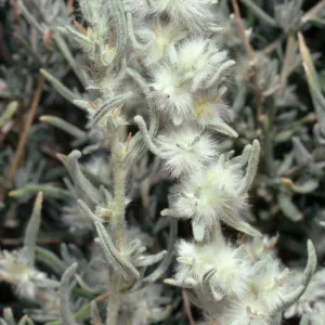 Eurotia lanata, same as Krascheninnikovia lanata, Backus Road, on way to Mojave, California