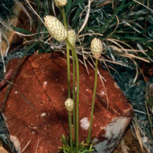 Anemone tuberosa, SJ #1178, Keystone Canyon, New York Mountains, San Bernardino County
