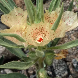Mohavea confertiflora, Berdoo Canyon Road, Desert Hot Springs