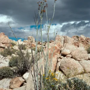 Asclepias albicans, Bow Willow, Anza-Borrego State Park