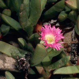 Carpobrotus auquilaterus, dunes at Ocean Park, Surf.