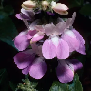Collinsia heterophylla, Santa Barbara Botanic Garden