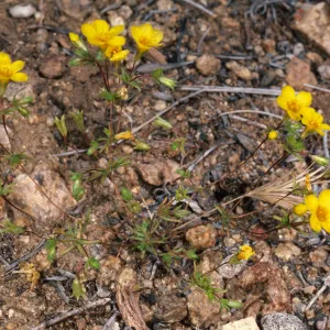 Linanthus aureus, Providence Mountains, Mojave National Preserve, San Bernardino County