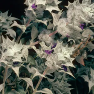 Salvia funerea (Death Valley Sage), Titus Canyon, Death Valley