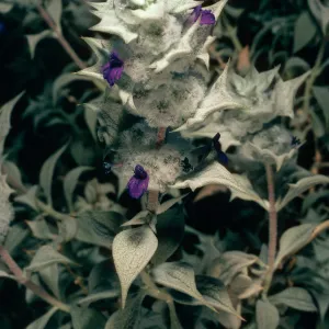 Salvia funerea (Death Valley Sage), Titus Canyon, Death Valley