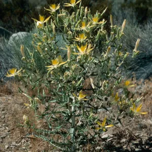 Mentzelia laevicaulis, Onion Valley Road, Owens Valley, Eastern Sierra Nevada