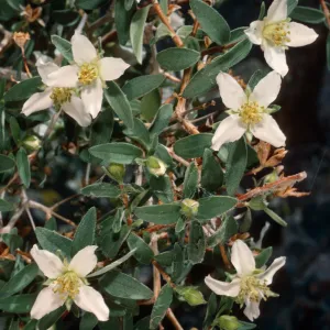 Philadelphus microphyllus, Wyman Canyon, White Mountains, Inyo National Forest