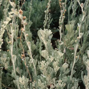 Artemisia nova, South of Schulman grove, White Mountains, Sierra Nevada