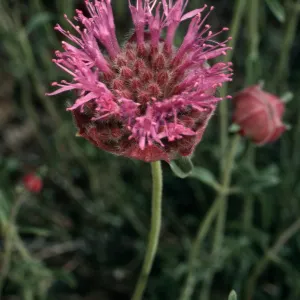 Monardella odoratissima, White Mountains, Wyman Canyon, Inyo National Forest