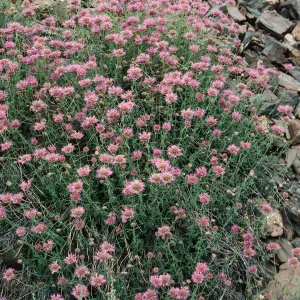 Monardella odoratissima, White Mountains, Wyman Canyon, Inyo National Forest