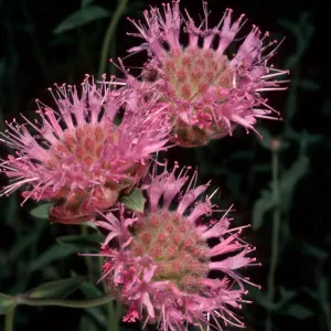 Monardella odoratissima, White Mountains, Wyman Canyon, Inyo National Forest