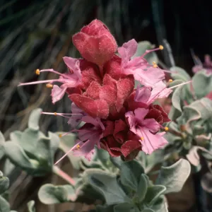 Salvia (Sage) dorryi, Schulman grove, White Mountains, Sierra Nevada